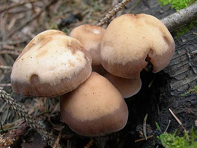 La flora micologica del Leymenthal